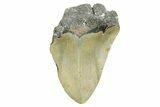 Partial, Fossil Megalodon Tooth - North Carolina #368082-1